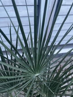 Palma chamaerops humilis - 4