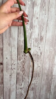 Monstera deliciosa 3ks odrezkov - 4