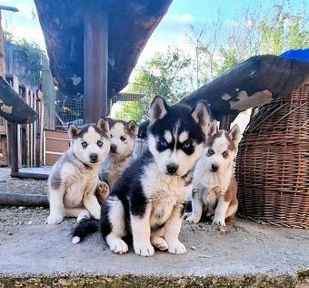 Sibirsky husky - 4