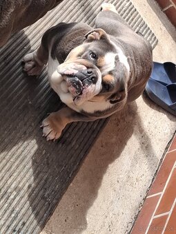Anglicky buldog - 4