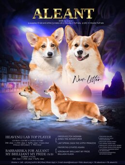 Welsh corgi pembroke - 4