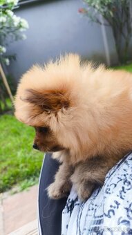 Pomeranian mini - fenka - 4