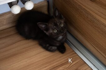 Darujeme MAČIATKA s výnimočným sfarbením - 4