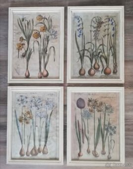 Sada 4 kusov botanických obrázkov Cibuľoviny... - 4
