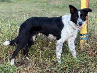 Border collie psik - 4