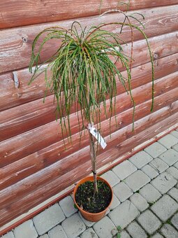 Predaj okrasnych drevin - 4