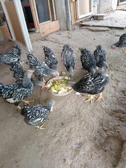 Wyandotka zdrobnela čiernolemovaná - 4