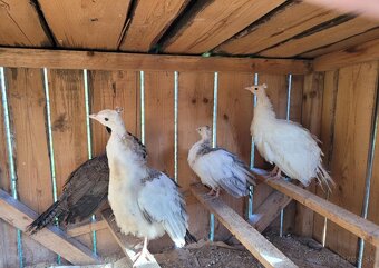 Predám mladé minuloročné pávy rôznych mutácii - 4