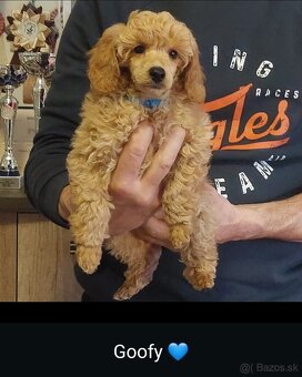 Psik pudel pudlik s PP - 4