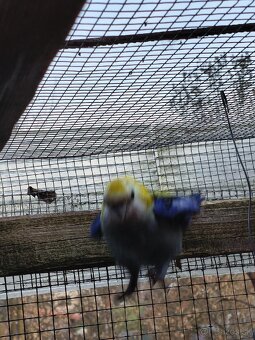 Rozela Žltohlava - 4