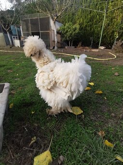 Nasadové vajíčka hodvábnicka - 4