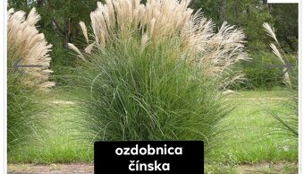 Predám okrasné trávy - 4