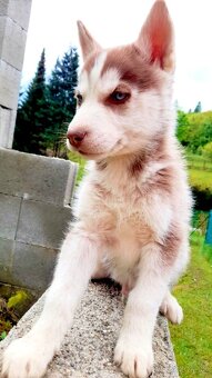 Sibirsky husky hasky - 4