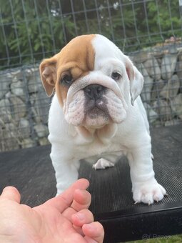 Anglicky bulldog s PP - 4