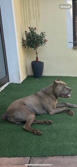 Krásny dvojročný bandog - 4