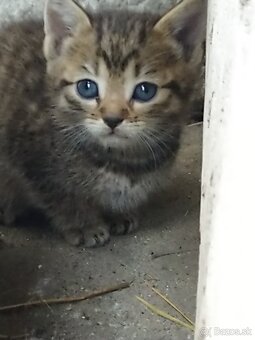 Darujeme do dobrých rúk roztomilé mačiatka - 4