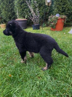 Nemecký ovčiak-šteniatka - 4