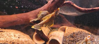 Baryancistrus sp L018 Golden nugget - 4