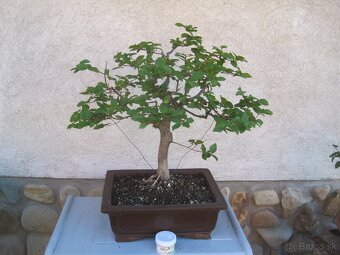 bonsai,bonsaj-hrab 1 - 4