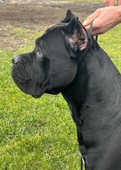 Krytie Cane corso - 4