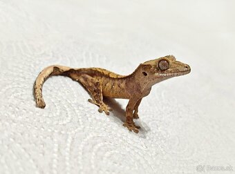 Pagekon riasnaty - 4