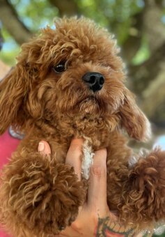 Maltipoo červený - 4