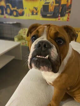 Anglický bulldog - 4