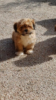 Prodám štěňata Lhasa Apso - 4