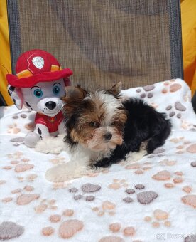 Yorkshire terrier - 4