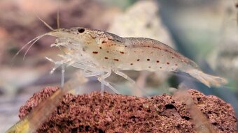 Krevetky Caridina Multidentata (Amano, Japonica) - 4