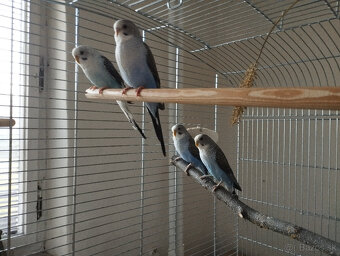 predám andulky čiernokrídle - 4