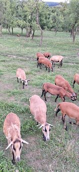 Predam kamerunske ovce - 4