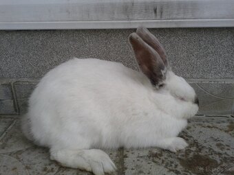 11 mesačne pripustene samice na predaj - 4