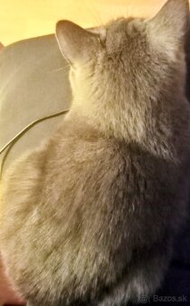 Britská modrá mačka - 4