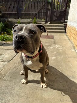 American Bully - 4