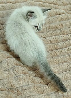 Ragdoll - 4