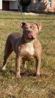 American Bully Xl - 4