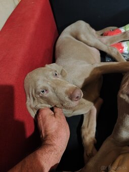 Weimarsky stavac cistokrvni bez papierov - 4