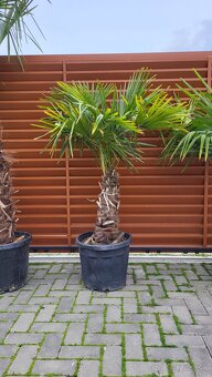 Trachycarpus Fortunei - 4