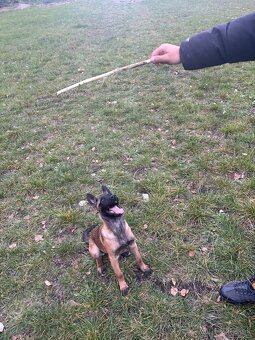 Belgicki ovčak malinois - 4