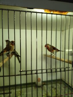 Predám kanárikov, stehlíkov s papiermi, krížencov - 4
