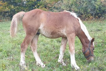 Chladnokrvný žrebec - 4