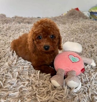 Dark Red Poodle girls pudel pudlik pudl - 4