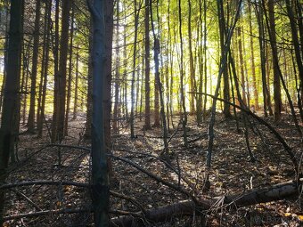 Vymením 3,8 ha lesného pozemku za ornú pôdu - 4