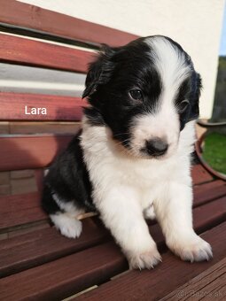 Šteniatka border kólia - 4