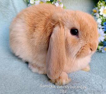 Zakrslý baranček s VP samička žltá - 4