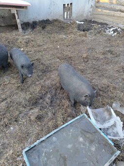 Vietnamské prasce - 4