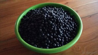 Predám ARÓNIA 100% BIO - 4