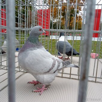 Predam holuby texan - 4