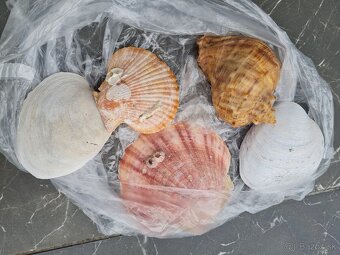 4,7 miliónov rokov skamenelý zub žraloka Megalodona a mušle - 4